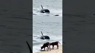 #ocean