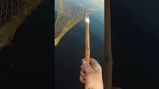 Есть рыба на Селигере. 