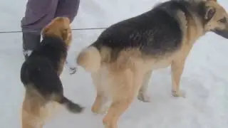 Дворняга Жужа.