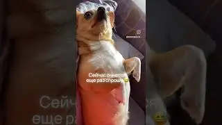 Чихуахуа #собака #приколы #чихуахуа #dog #приколысживотными #sunny #shortsvideo