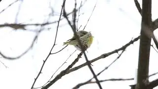 Птичьи будни - чижи зимой возле дома.