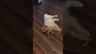 Собака двигает лапкой