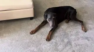 Jack and chewing