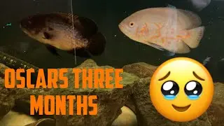 Oscars month 3