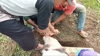 momen idul adha 1443 H di kampungku