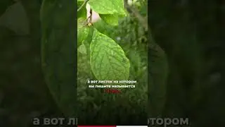 #итальянскийдляначинающих #итальянский #итальянскийязык