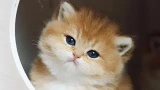 The best cat