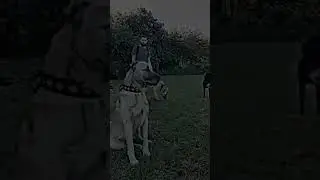 кангал