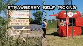 First time in strawberry 🍓field Germany || Kya hum ny strawberries picking ki | Sunny day