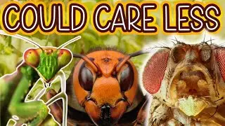 BUZZ OFF! 5 Insects Who Could Care Less!