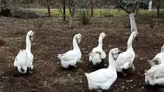 Холмогоры и другая птица.