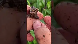 Screaming Baby Dragon doesn't want me to do a health check! Red-eyed crocodile skink