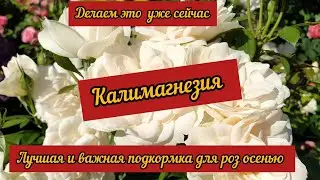 Potassium magnesium sulfate is the best and most important fertilizer for roses in the fall. Let'...