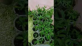 Результат черенкования спиреи, через 2 недели #garden #shorts #черенкование