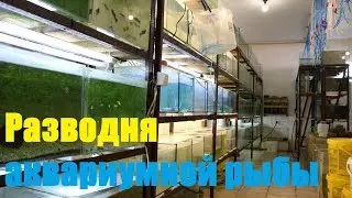 Разводня аквариумной рыбы (первая серия)