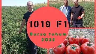 1 ГЕКТАР 20 СОТИХ майдонда булган BT 1019 F1 помидори.
