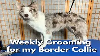 How I Keep My Dog Soft and Clean! | Grooming Routine for Ellie!
