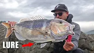Secrets to Catch Big DENTEX with Spinning | Insane LIVE STRIKE