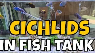 The Captivating Beauty of Cichlid Fishes in a Transparent Fish Tank