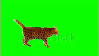 Bengal Cat On Green Screen#viral #shorts #video #animals