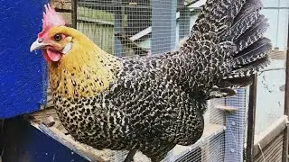 Chicken Campine - History, varieties and characteristics