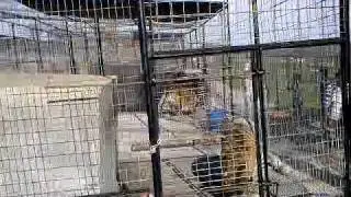 Turpentine Wildlife Retreat - Feeding Time!