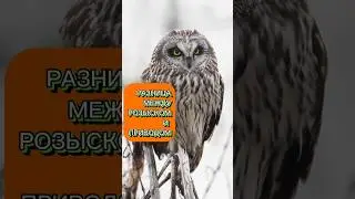 Отличие между приводом и розыском