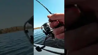 форель на спиннинг #форель #спиннинг #рыбалка #fishing