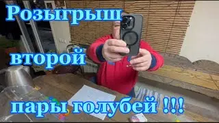 Розыгрыш второй пары голубей !!!