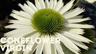 Coneflower - Virgin 4K