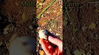 خبراء الفطر والفطاريش