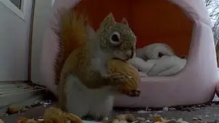Baby Red getting nuts before the big storm.