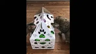 Joy & Treasure discover Cat Amazing EPIC!