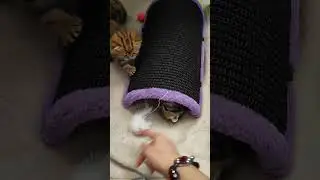 Каждый пушистик занят своим делом 😃🐱