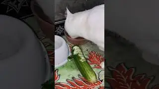 A cat and a cucumber Sound on #catcute #cat #cuteanimal #kitten #funny