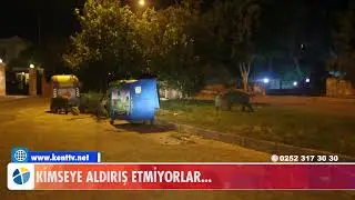 KİMSEYE ALDIRILŞ ETMİYORLAR
