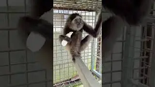Amazing Mongkey #animals