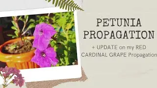 PROPAGATING PETUNIA CUTTINGS + UPDATE ON MY RED CARDINAL GRAPES PROPAGATION || BEN SAM