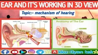 आइए देखते हैं कान कैसे काम करता है !! ear and mechanism of hearing in 3d by akku gyan tak.