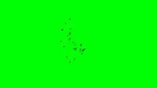Ants on Green Screen