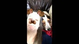 Snappin' with Sadie #2 by Barkley The Basset