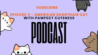 Episode 4 - American Shorthair Cats Breed Information and Characteristics
