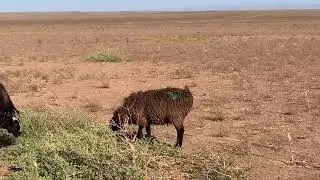 Қойларыма краска жағып тастадым