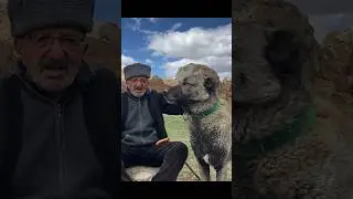 WOLF VS. KANGAL DOG