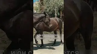 Сура  Аль Адият « Скачущие »