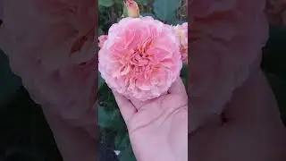 розы
