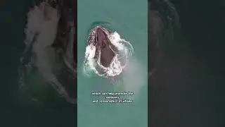 How does a Whale Scientist find out what #whales are eating?