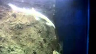 video gattuccio in deposizione.3GP