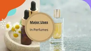 Illuminate Yourself with Roman Chamomile Essential Oil | Uses and Benefits | Aarnav Global Exports
