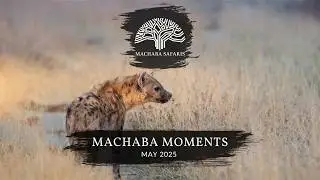 Botswana & Zimbabwe Safaris | Amazing Wildlife Sightings May 2025